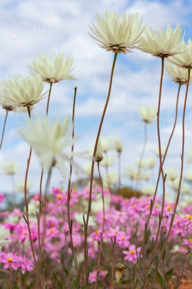 pink and white everlastings with cloudy sky background - Australian Stock Image
