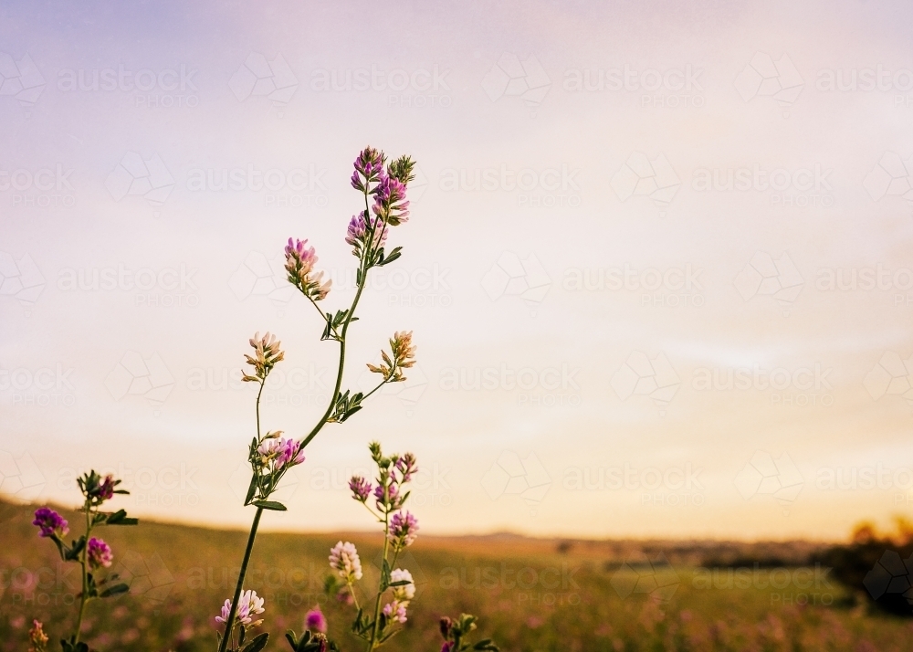 pink and white flowers against evening sky in countryside - Australian Stock Image