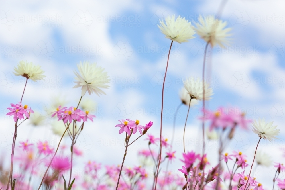 pink and white paper daisies with cloudy sky background - Australian Stock Image