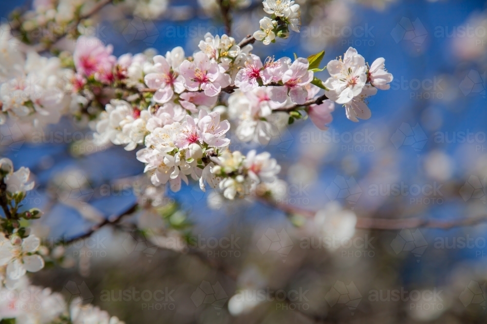 Pink and white spring blossoms against blue sky - Australian Stock Image
