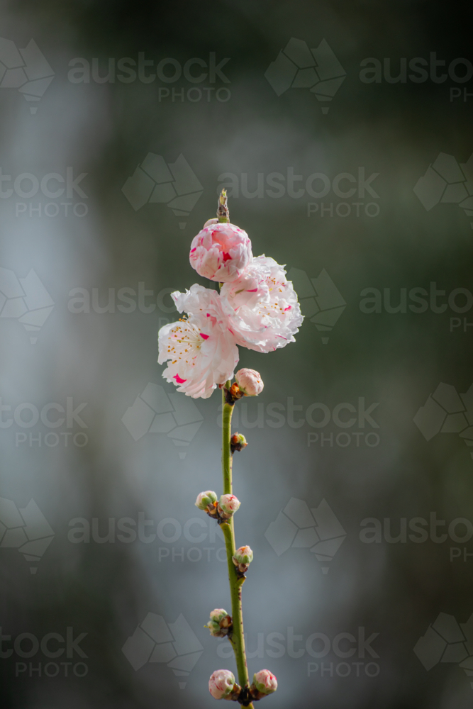 Pink and white spring blossoms on a branch - Australian Stock Image