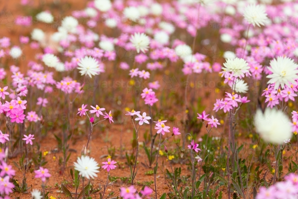 pink and white wildflowers growing in orange dirt - Australian Stock Image