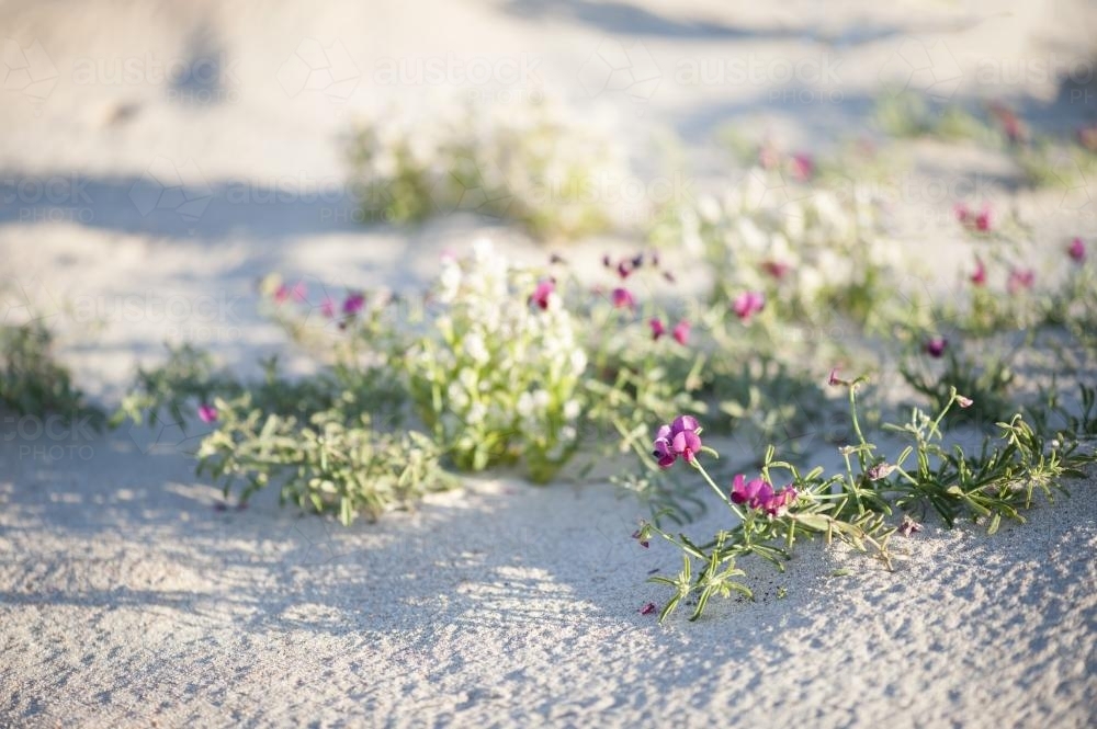 pink and white wildflowers on beach with crab prints - Australian Stock Image