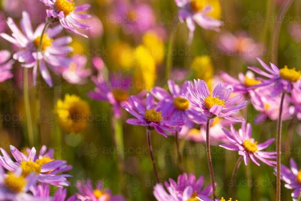 Pink and yellow everlasting wildflowers in spring - Australian Stock Image