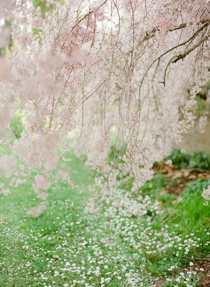 Pink blossom branches overhanging green grass - Australian Stock Image