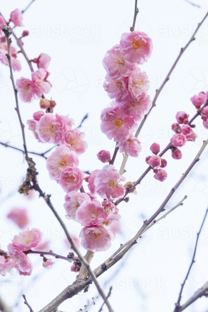 Pink blossom on the branches of a plum tree - Australian Stock Image