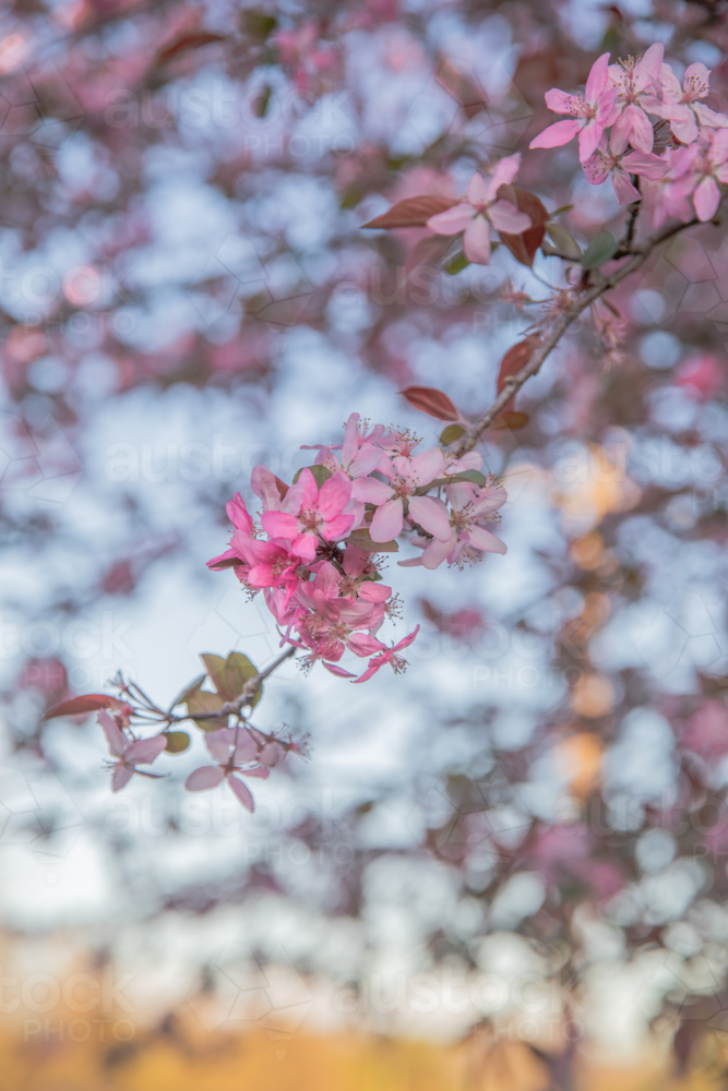 Pink blossoms in a tree against a blue sky - Australian Stock Image