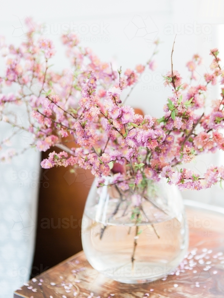 Pink blossoms in a vase - Australian Stock Image