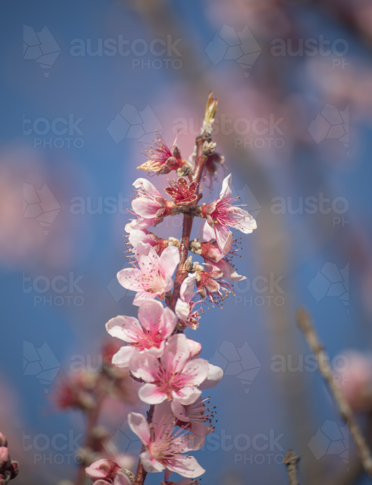 Pink blossoms on a tree under a blue sky - Australian Stock Image