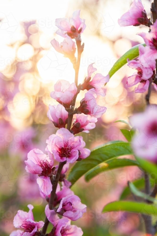 Pink blossoms on peach bush on a spring afternoon - Australian Stock Image