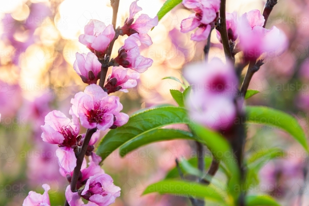 Pink blossoms on peach bush on a spring afternoon - Australian Stock Image
