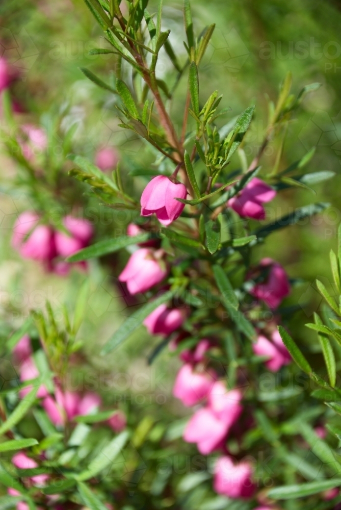 Pink Boronia Flower Closeup - Australian Stock Image