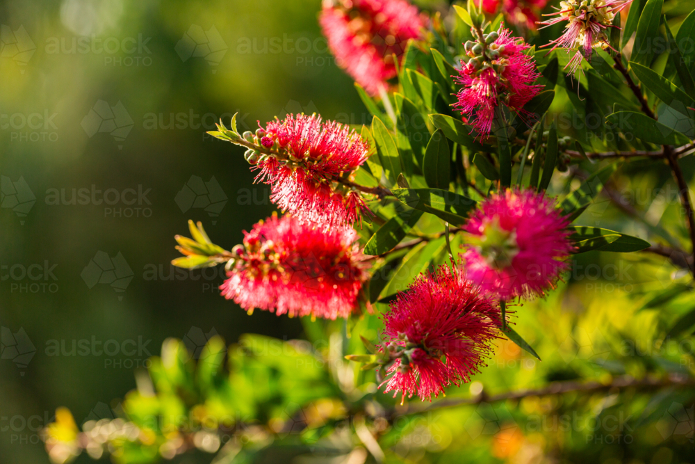 Pink bottle brush flowers on native australian bush with green out of focus background - Australian Stock Image