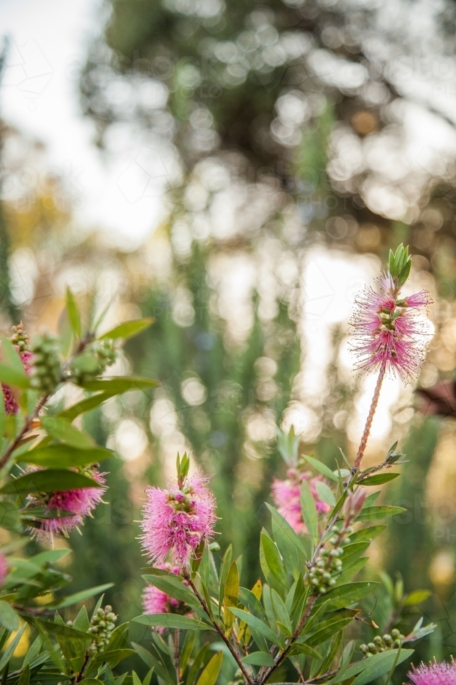 Pink bottlebrush flowers on a bush in the morning light - Australian Stock Image