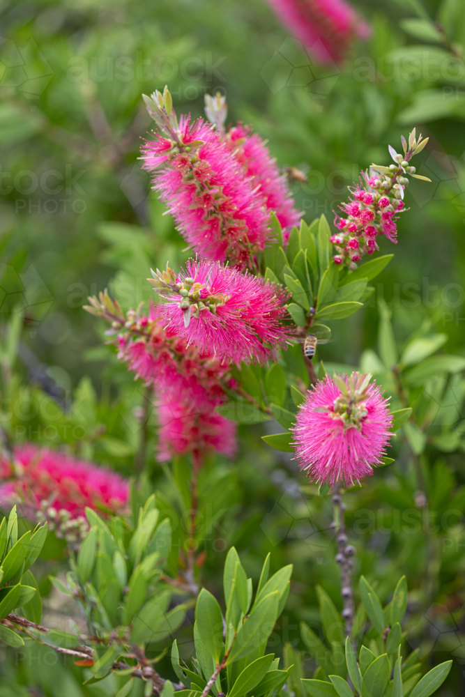 Pink bottlebrush plant and bees - Australian Stock Image