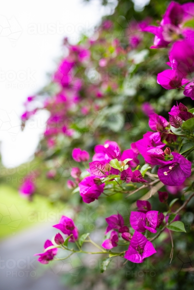 Pink bougainvillea flowers growing on bush in overcast light - Australian Stock Image