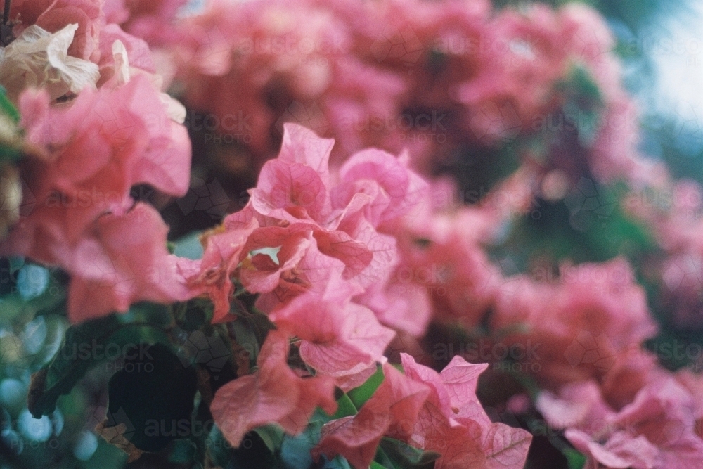 Pink Bougainvillea flowers in garden - Australian Stock Image