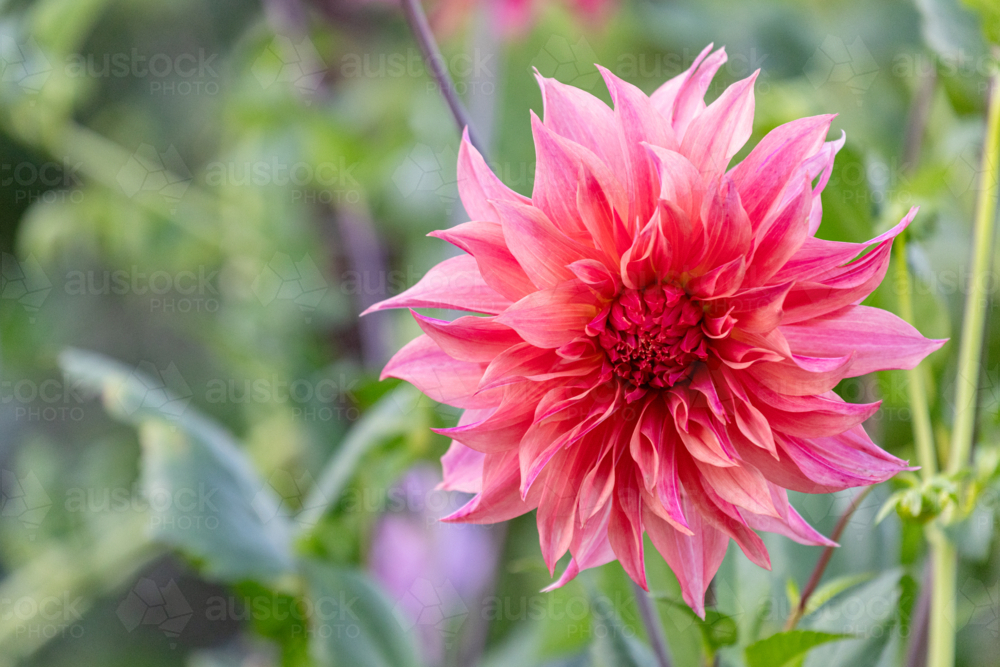 Pink carlos watermelon dahlia in a garden - Australian Stock Image