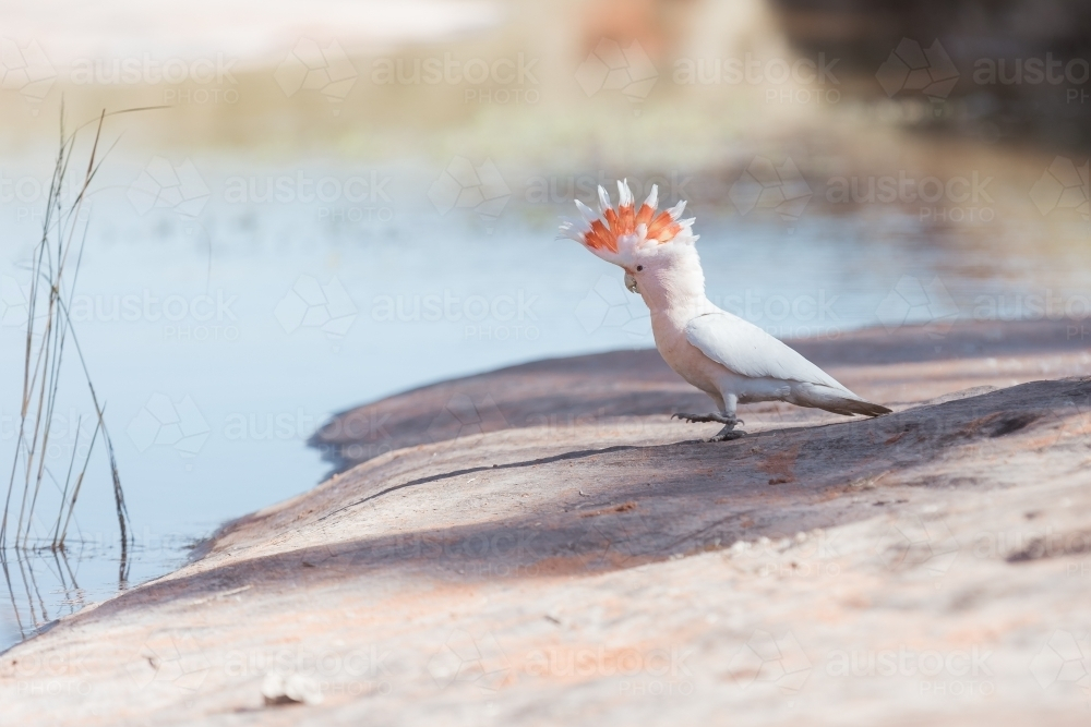 Pink cockatoo drinking from natural pool - Australian Stock Image