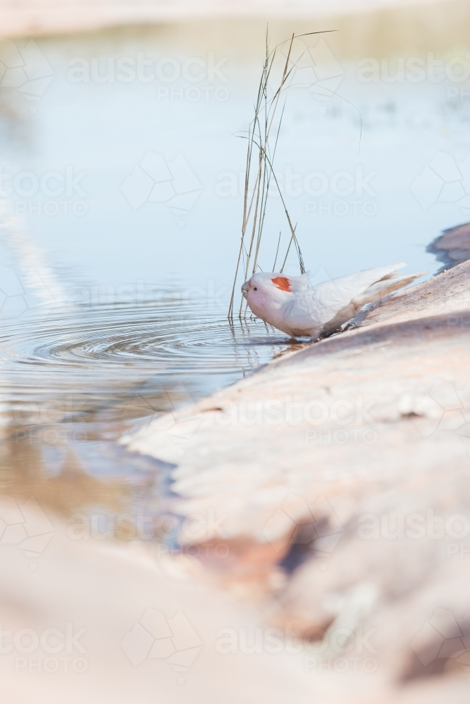 Pink cockatoo drinking from natural pool - Australian Stock Image