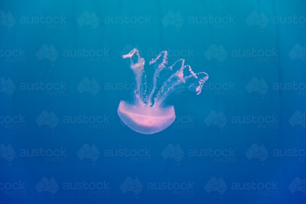 Pink common jellyfish Aurelia Aurita floating in clear blue water - Australian Stock Image