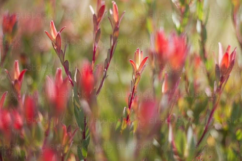 pink cone bush shrub - Australian Stock Image