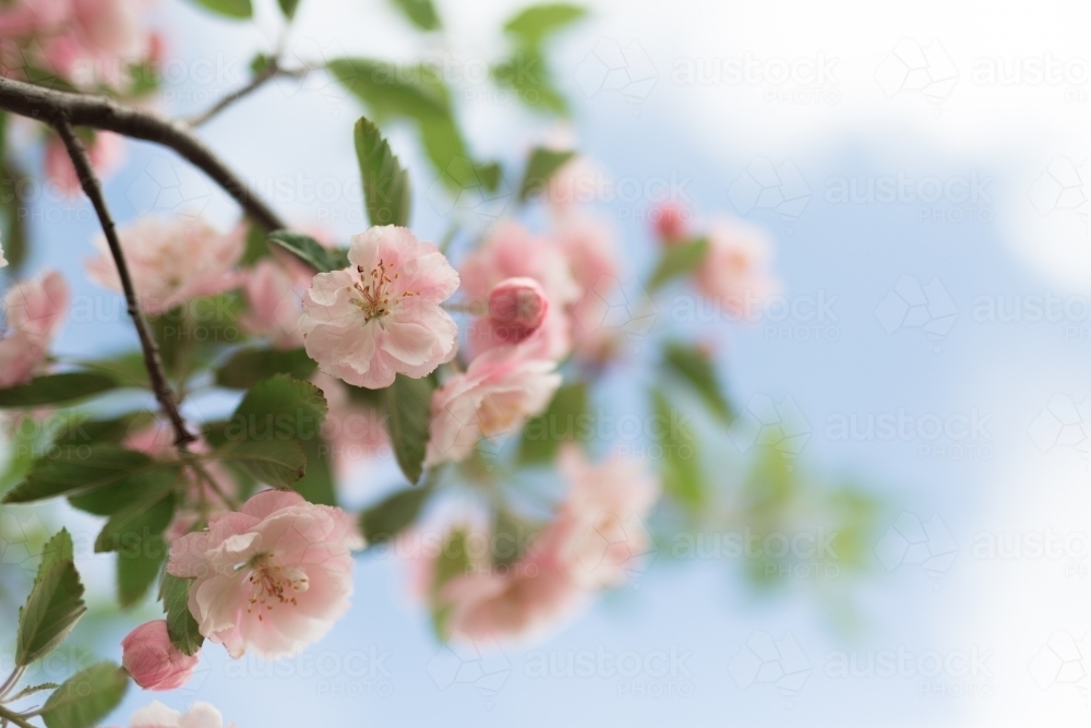 Pink crab apple blossom against sun flare - Australian Stock Image