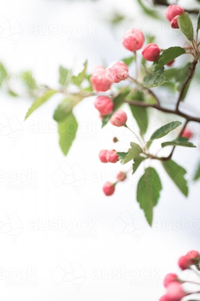 Pink crab apple blossom against sun flare - Australian Stock Image