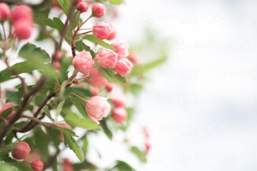 Pink crab apple blossom against sun flare - Australian Stock Image