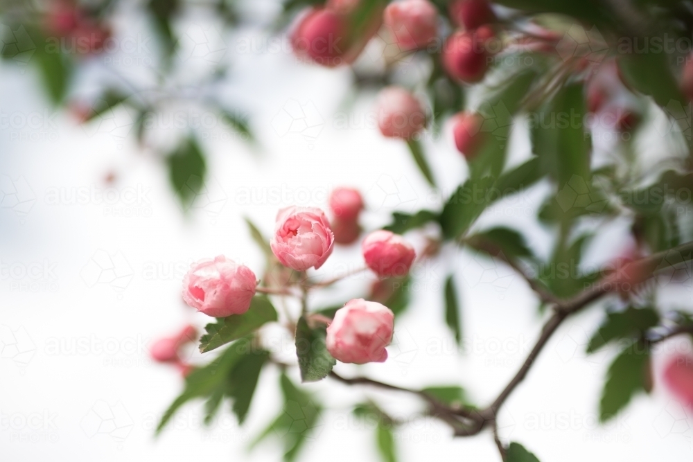 Pink crab apple blossom against sun flare - Australian Stock Image