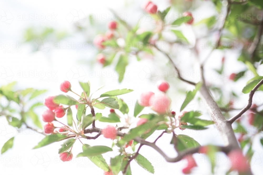Pink crab apple blossom against sun flare - Australian Stock Image
