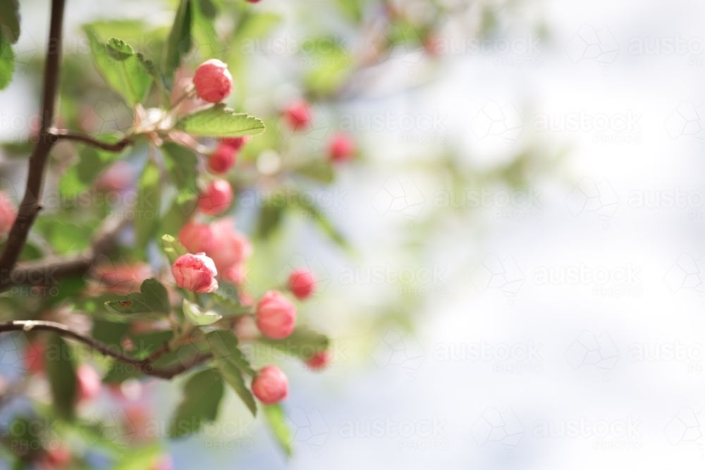 Pink crab apple blossom against sun flare - Australian Stock Image