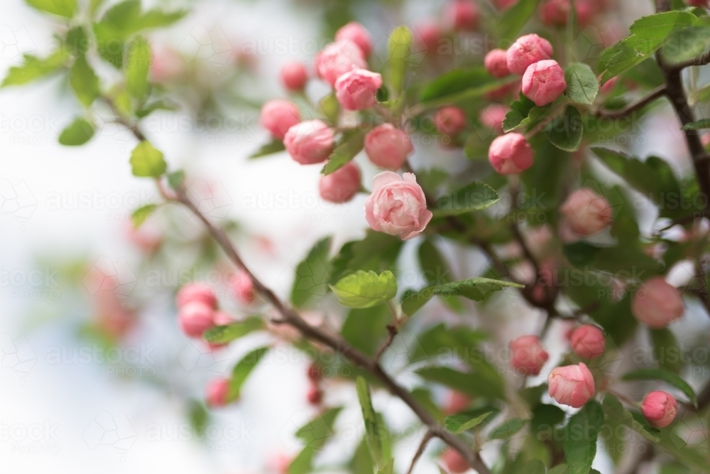 Pink crab apple blossom - Australian Stock Image