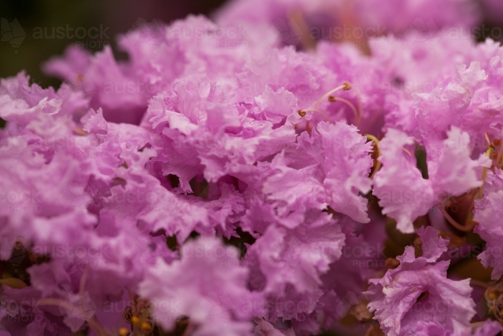 Pink crepe myrtle flowers - Australian Stock Image