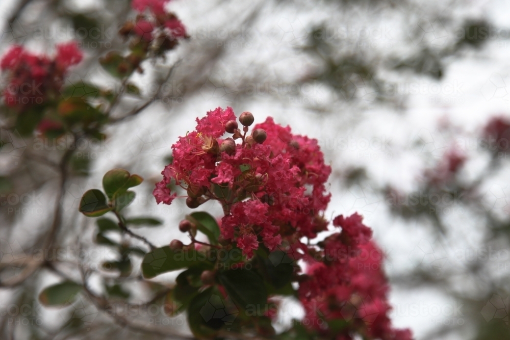 Pink crepe myrtle flowers - Australian Stock Image