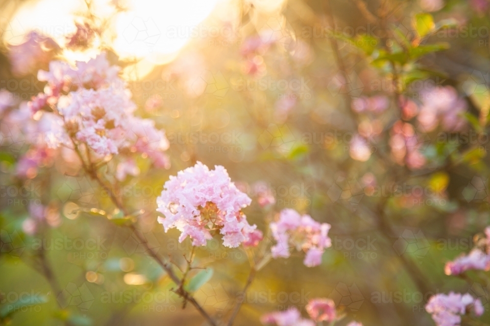 Pink crepe myrtle flowers blossum in golden afternoon light - Australian Stock Image