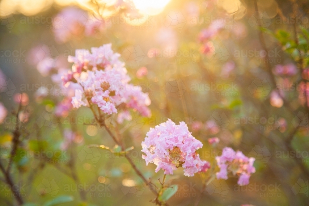 Pink crepe myrtle flowers blossum in golden afternoon light - Australian Stock Image