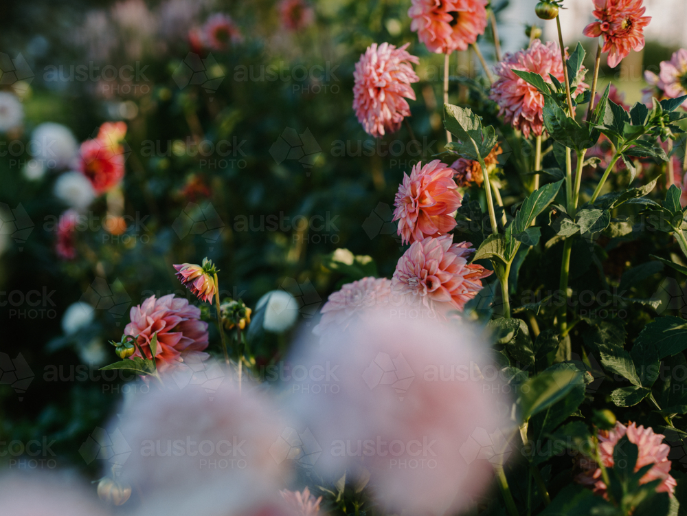 Pink dahlias blooming in summer garden in the morning. - Australian Stock Image