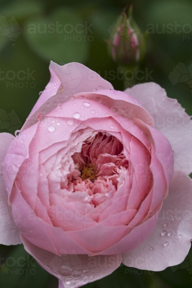 Pink David Austin rose, 'The Alnwick Rose' and bud - Australian Stock Image
