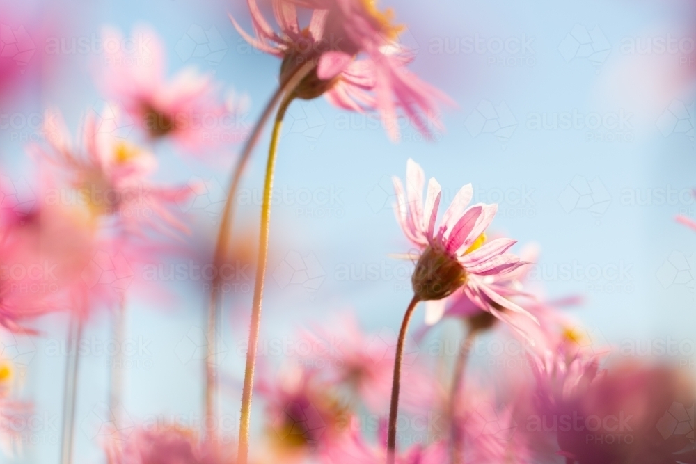 Pink everlasting wildflowers flowering in spring - Australian Stock Image