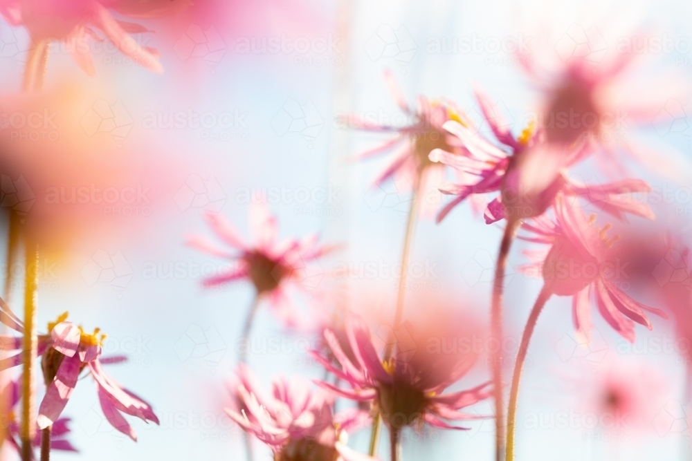 Pink everlasting wildflowers flowering in spring - Australian Stock Image