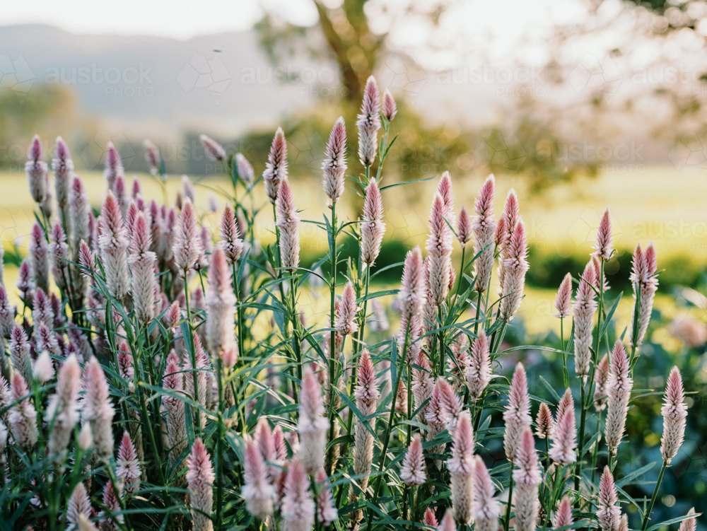 Pink Flamingo feather Celosia blooming in the garden - Australian Stock Image