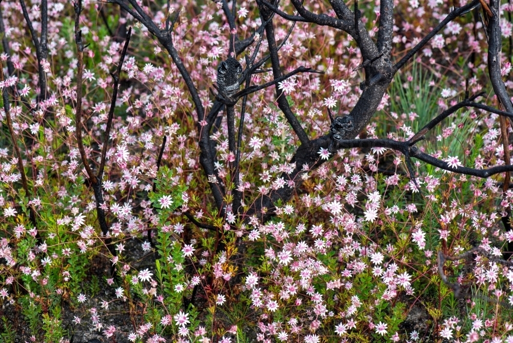 Pink Flannel Flowers and fire blackened branches of Banskia - Australian Stock Image