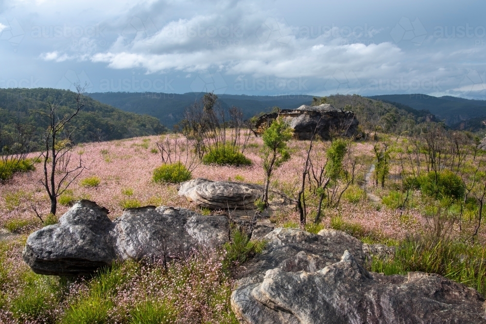 Pink Flannel Flowers on the Ikara Head trail, Blue Mountains - Australian Stock Image