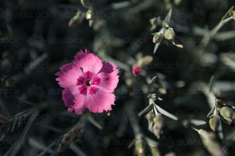Pink flower among green stems - Australian Stock Image