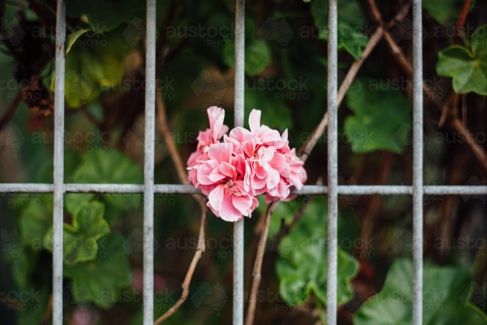 Pink Flower growing through fence - Australian Stock Image