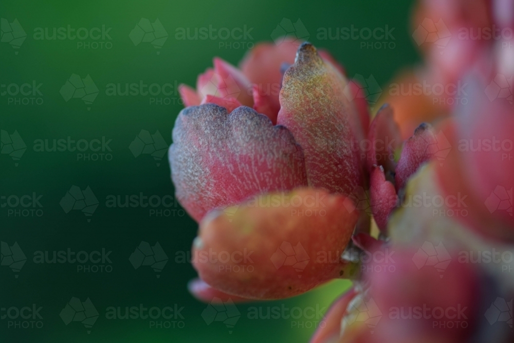 Pink flower with a green background - Australian Stock Image