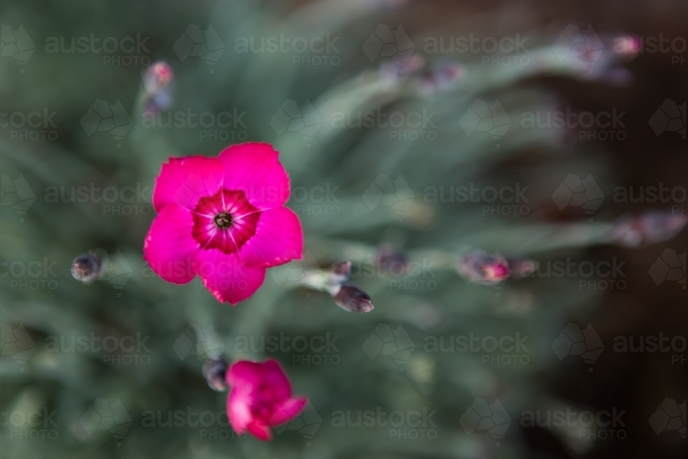 Pink flower with faded background - Australian Stock Image