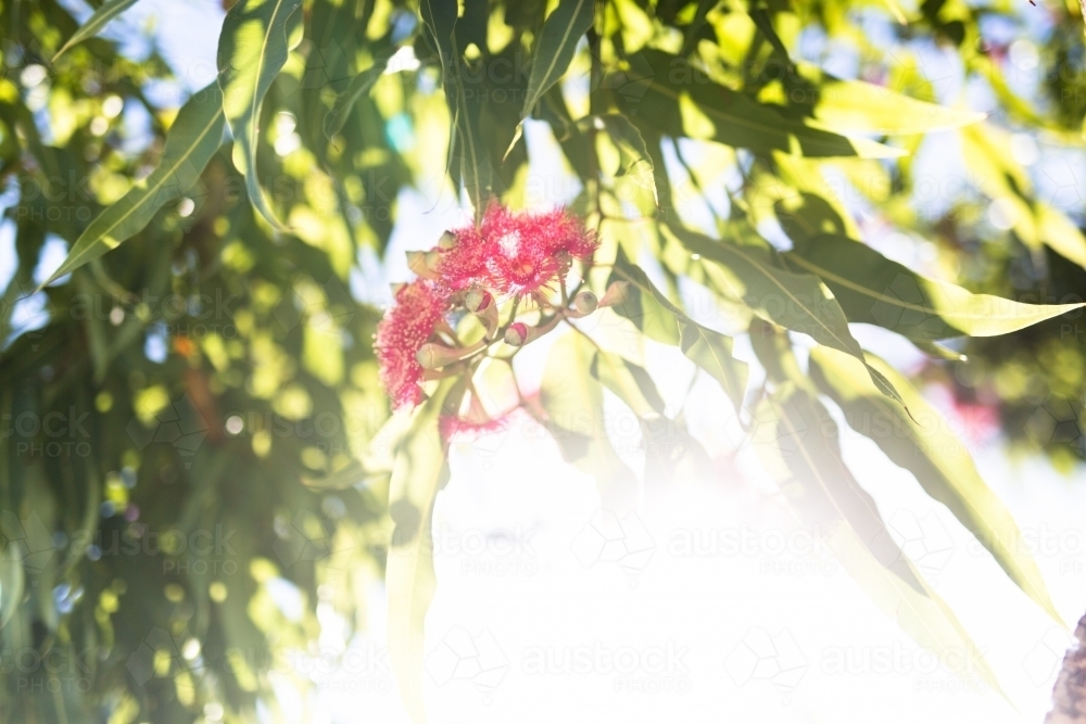 Pink flowering corymbia gum tree with sun flare - Australian Stock Image