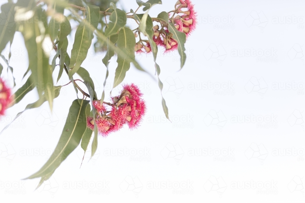 Pink flowering corymbia gum tree with sun flare - Australian Stock Image